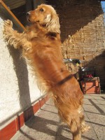 /album/anglicky-kokerspaniel/mia-vystava1-jpg/